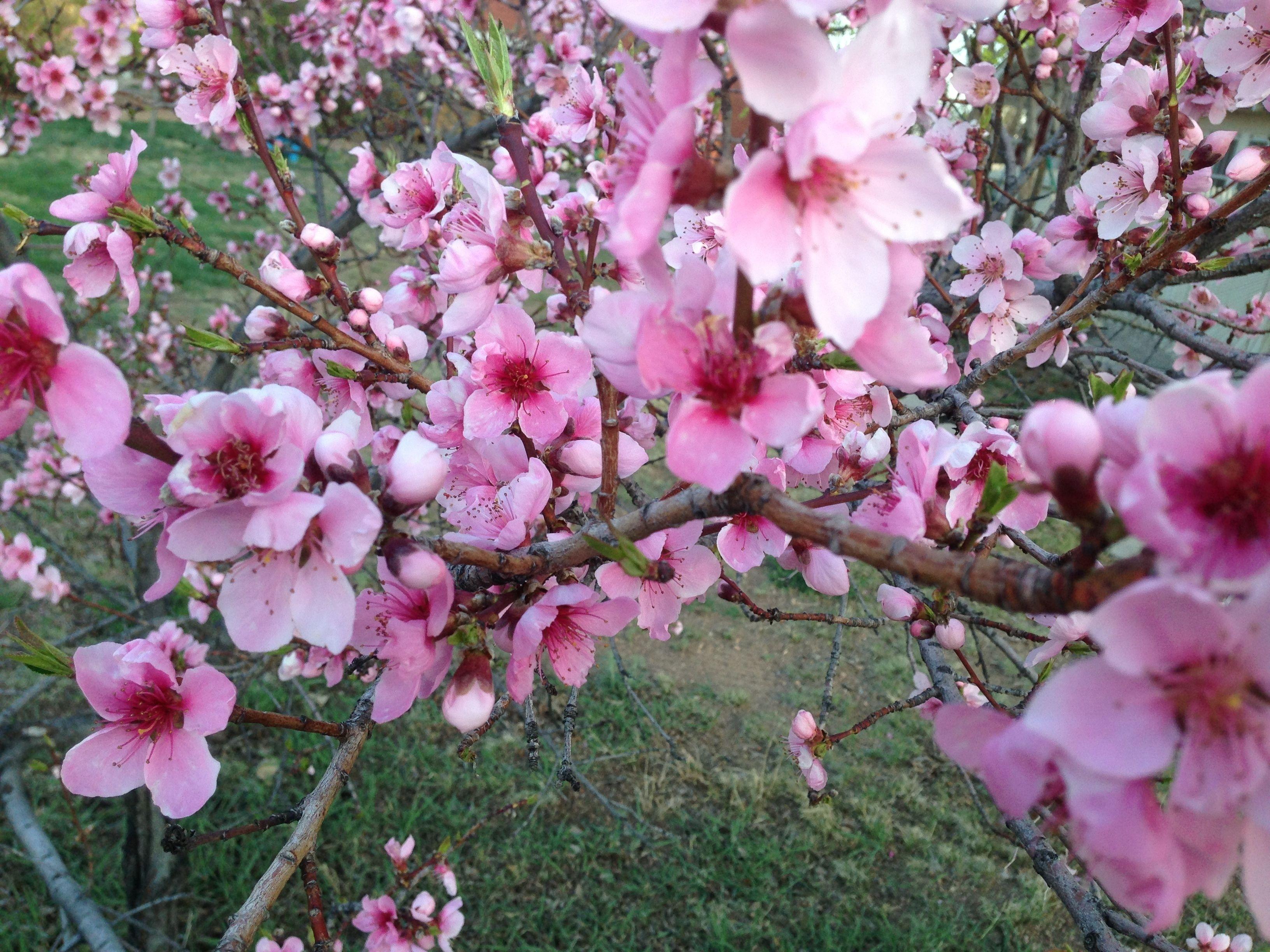 Inn Pueblo Bonito Santa Fe